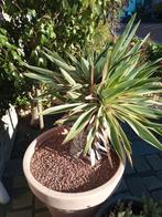 Yucca Gloriosa 2x, Ophalen, Overige soorten, Volle zon