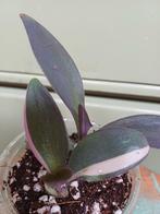 Tradescantia Pink Stripe, Huis en Inrichting, Ophalen, Overige soorten, Halfschaduw, In pot
