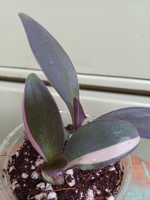 Tradescantia Pink Stripe, Huis en Inrichting, Kamerplanten, Overige soorten, Minder dan 100 cm, Groene kamerplant, Halfschaduw