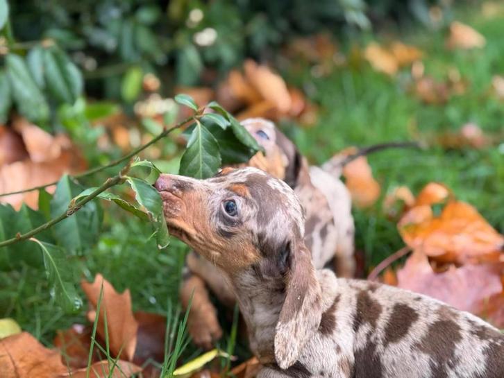 Kaninchen & dewerg teckel pups, Dieren en Toebehoren, Honden | Teckels en Dashonden, Meerdere dieren, Korthaar, Kaninchen, Particulier