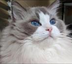 Dekkat: Blauwe Bicolor Ragdoll Kater beschikbaar, Dieren en Toebehoren, Katten en Kittens | Overige Katten, Kater, Langharig, 0 tot 2 jaar