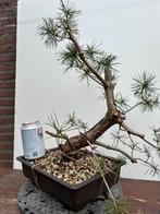 Pre Bonsai Yamadori Grove Den Pinus Sylvestris #11, Tuin en Terras, Planten | Bomen, Minder dan 100 cm, Overige soorten, Ophalen