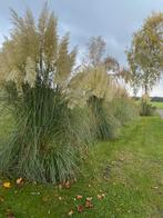 Pampasgras pluimen te koop!, Ophalen, Nieuw