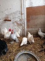 3 Sabelpoot hennetjes + haantje, Dieren en Toebehoren, Pluimvee, Vrouwelijk, Kip