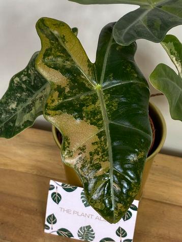 Alocasia Pseudo Sanderiana Pink Variegata beschikbaar voor biedingen