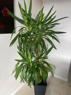 Kamerplant Yucca Elephantipes, Ophalen of Verzenden, Halfschaduw