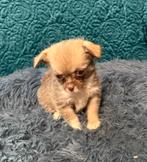 Super leuke kruising chihuahua x poedel pups, Dieren en Toebehoren, Honden | Chihuahua's en Gezelschapshonden, 8 tot 15 weken