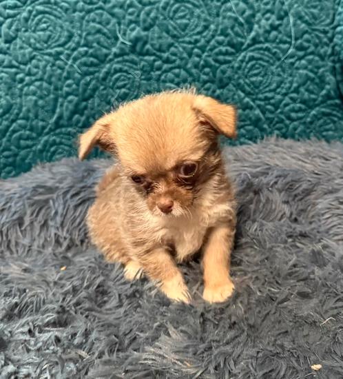 Super leuke kruising chihuahua x poedel pups, Dieren en Toebehoren, Honden | Chihuahua's en Gezelschapshonden, Meerdere dieren