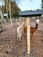 Plaatsen schapengaas vanaf €10,- m1 geplaatst incl materiaal, Ophalen, Nieuw, 20 meter of meer, Gaas