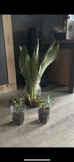 Gratis kamerplanten, Huis en Inrichting, Kamerplanten, Ophalen, Vetplant, Halfschaduw, In pot