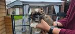Mooie shih tzu x  boomer pups, Dieren en Toebehoren, Honden | Chihuahua's en Gezelschapshonden, Overige rassen, 8 tot 15 weken