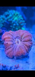 Cynarina Ultra Red koraal, Dieren en Toebehoren, Vissen | Aquariumvissen, Overige typen