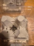 Dubias kakkerlakken (baby), Overige soorten