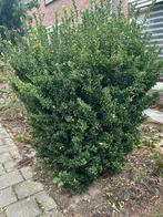 Leuke sier struik, Ophalen of Verzenden, Conifeer, 100 tot 250 cm