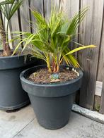 Washingtonia robusta plalmboom in pot antraciet 40 cm., Ophalen, Bloeit niet, Overige soorten, Volle zon