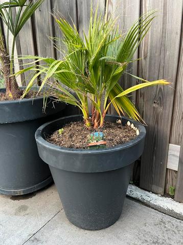 Washingtonia robusta plalmboom in pot antraciet 40 cm. beschikbaar voor biedingen