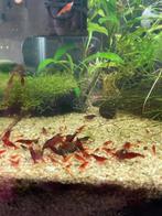 Red sakura, rode garnalen, Neocaridina, Dieren en Toebehoren, Vissen | Aquariumvissen, Kreeft, Krab of Garnaal, Zoetwatervis