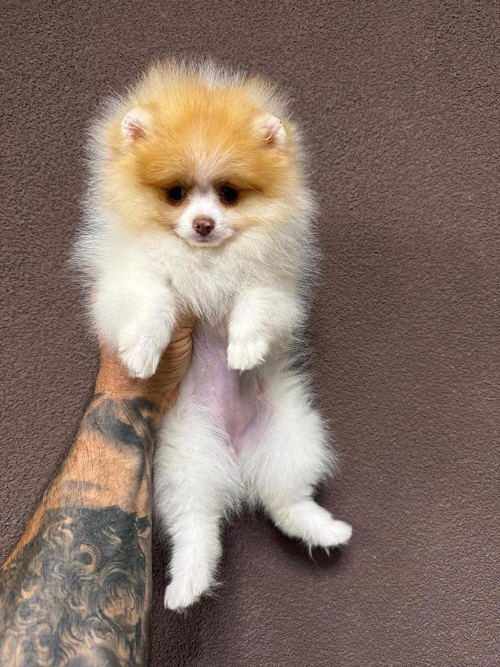 Pomeriaan, Dieren en Toebehoren, Honden | Poolhonden, Keeshonden en Oertypen, Teef, Keeshond, Fokker | Professioneel, Eén hond