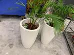 Witte elho Pot met plant varen, Huis en Inrichting, Kamerplanten, Ophalen, 100 tot 150 cm, Halfschaduw, In pot