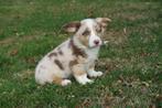 Welsh Corgi Cardigan pups, Nederland, CDV (hondenziekte), 8 tot 15 weken, Meerdere