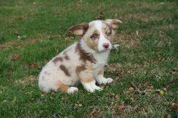 Welsh Corgi Cardigan pups beschikbaar voor biedingen