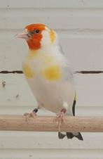 Majoor putter man, Dieren en Toebehoren, Vogels | Overige Vogels, Mannelijk, Wildzangvogel, Geringd