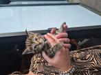 Kittens, Dieren en Toebehoren, Poes, Kortharig, 0 tot 2 jaar