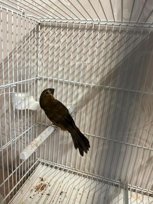Twatwa brashong pop 2024, Dieren en Toebehoren, Vogels | Overige Vogels, Tropenvogel, Vrouwelijk, Geringd