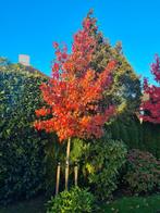 Amberboom - Liquidambar Worplesdon ca. 300 cm, Tuin en Terras, Planten | Bomen, Bloeit niet, Halfschaduw, 250 tot 400 cm, Overige soorten