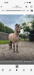 Lease pony/paard aangeboden / bijrijder gezocht., Ophalen of Verzenden