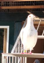 Duivin, Dieren en Toebehoren, Vrouwelijk, Postduif