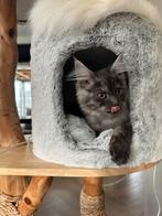 Maine coon kitten Black smoke vrouwtje beschikbaar, Dieren en Toebehoren, Poes, Gechipt, 0 tot 2 jaar