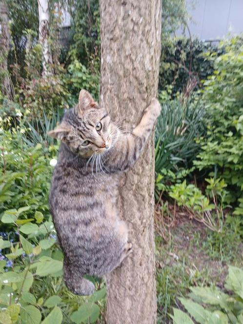 Super lieve kater, Dieren en Toebehoren, Katten en Kittens | Overige Katten, Kortharig, Kater, 0 tot 2 jaar