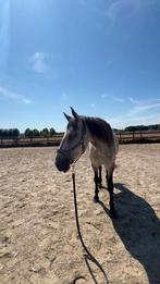 Kex - lusitano, Dieren en Toebehoren, Paarden, Gechipt, Ruin, Zadelmak, 7 tot 10 jaar