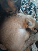 . Ragdoll X Britse Langhaar., Dieren en Toebehoren, Katten en Kittens | Raskatten | Langhaar, Kater, Ingeënt