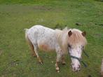 Diverse appaloosa mini hengstjes en merries., Dieren en Toebehoren, Pony's, 0 tot 2 jaar, A pony (tot 1.17m), Gechipt, Onbeleerd