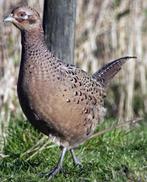 Gezocht wildkleur bosfazant hennen, Vrouwelijk