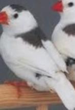 Te koop gevraagd zebravink man lees verder, Dieren en Toebehoren, Vogels | Overige Vogels, Mannelijk