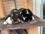 2 lieve konijnen, Dieren en Toebehoren, Konijnen, Meerdere dieren