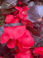 restpartij bladbegonia in diverse kleuren, Volle zon, Eenjarig, Zomer, Ophalen