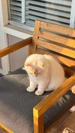 Kitten Ragdoll and British Shorthair, Kater, Langharig, 0 tot 2 jaar