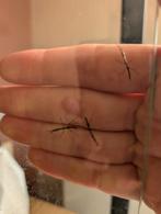 Jonge wandelende takken, Dieren en Toebehoren, Insecten en Spinnen, Wandelende tak