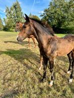 Chique hengstveulen! Beweging, maat en houding!, Dieren en Toebehoren, Paarden, Hengst, Dressuurpaard, Ontwormd, 0 tot 2 jaar