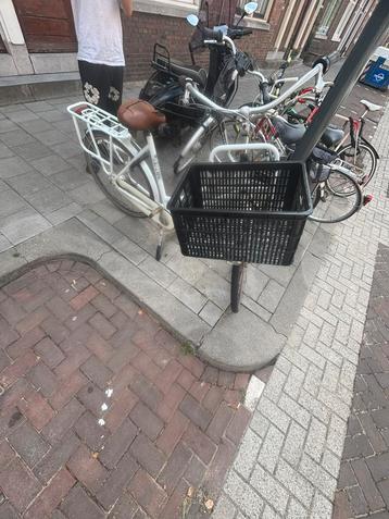 Mooie Gazelle beschikbaar voor biedingen