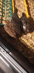 Kwartels, Dieren en Toebehoren, Meerdere dieren, Overige soorten