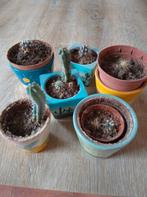 Cactusjes met cactusvoeding., Ophalen, Volle zon, Minder dan 100 cm
