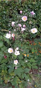 Roze herfstanemoon, Tuin en Terras, Ophalen