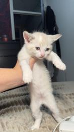 Kittens te koop, Dieren en Toebehoren, Katten en Kittens | Raskatten | Korthaar, Meerdere dieren, 0 tot 2 jaar