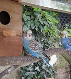 Jonge grasparkieten,  uit buitenvoliere, Dieren en Toebehoren, Vogels | Parkieten en Papegaaien, Meerdere dieren, Parkiet