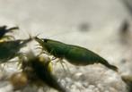 Green jade garnalen | Neocaridina garnaal groen, Dieren en Toebehoren, Vissen | Aquariumvissen, Kreeft, Krab of Garnaal, Zoetwatervis